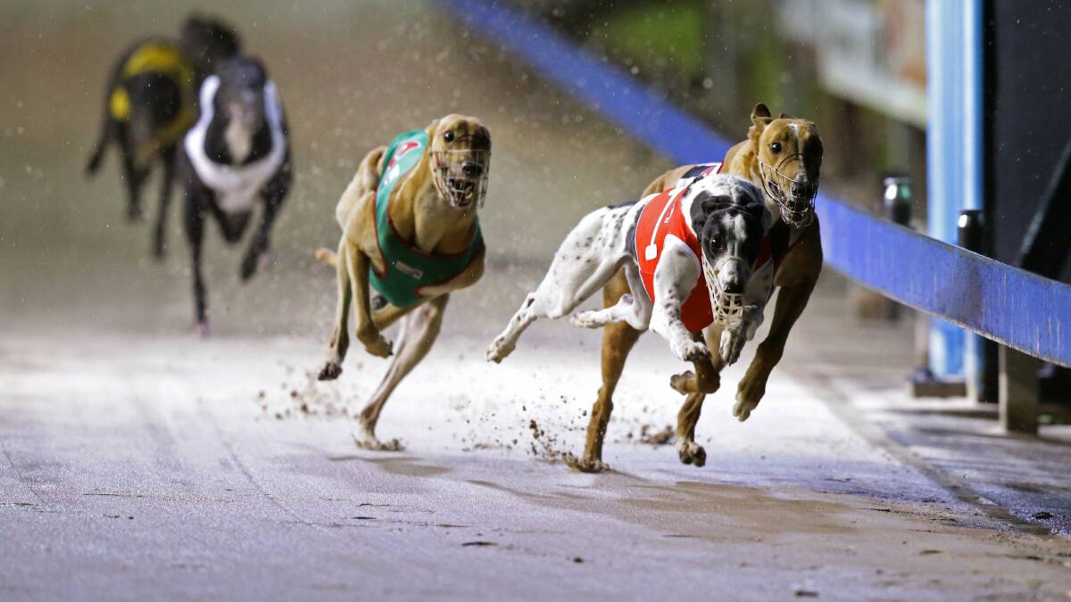 Maitland greyhound track closed after fatal falls