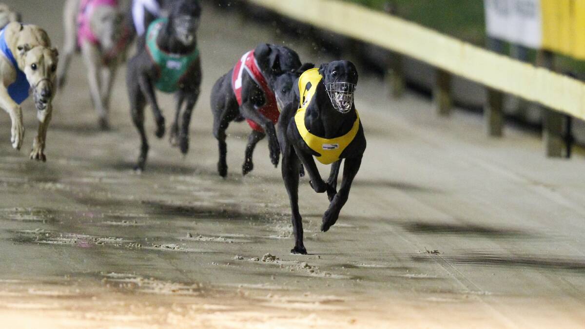 Greyhound racing: Maitland hope King Kalyn set for Super Series test at home