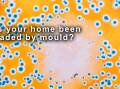 HOME INVADERS: Homes may be grounds for mould growth if they have experience water damage, or a full of humid air.