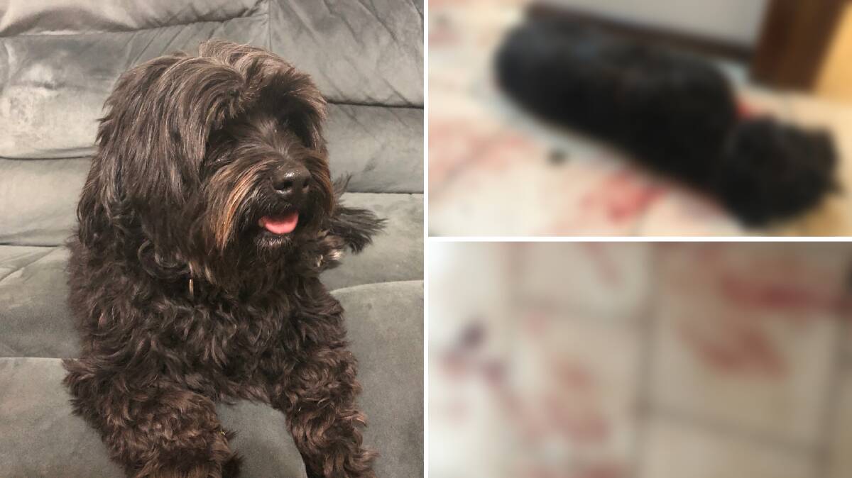DISTRESSING: Eight-year-old cavoodle Mickey was found mauled in the family home on Thursday. Pictures: supplied