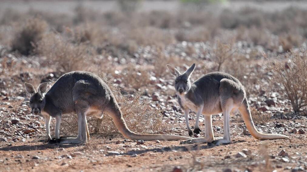 Kangaroos near White Cliffs in a drought-hit part of far-western NSW in August. Photo: AAP