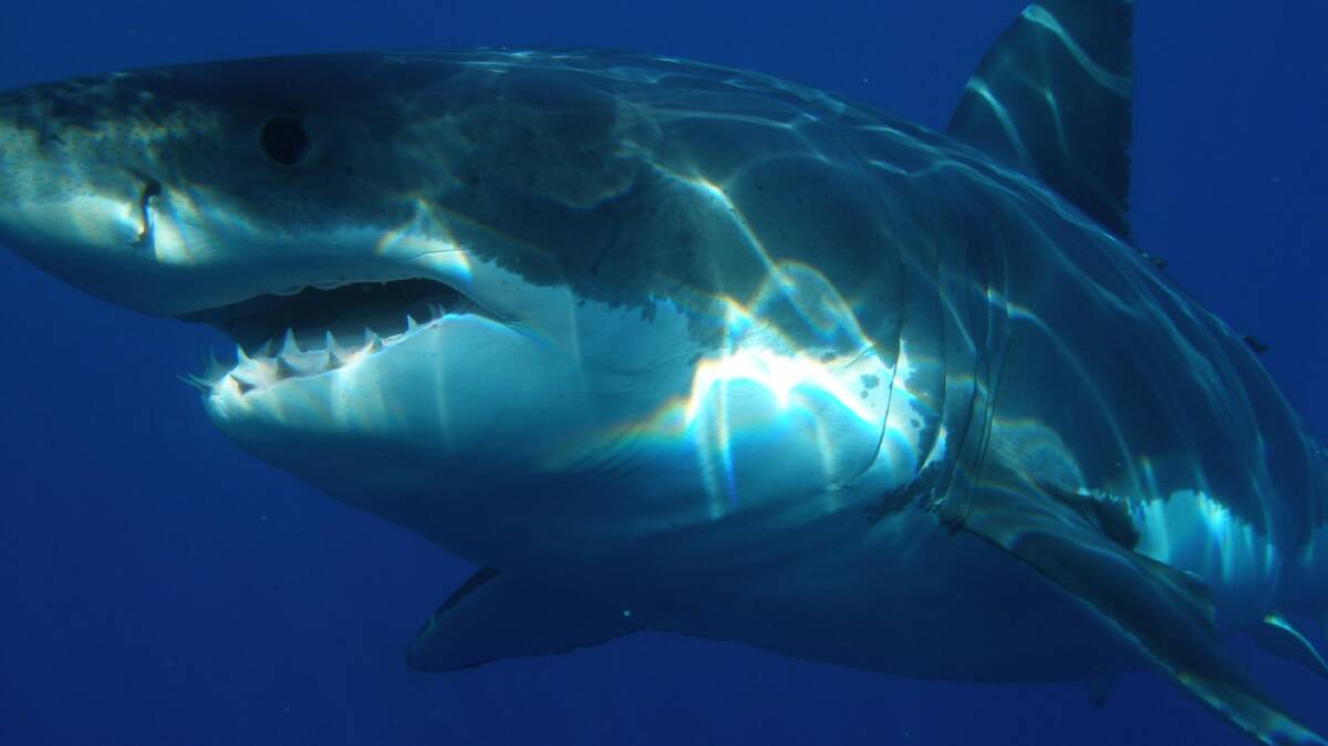 A great white shark. Photo: file