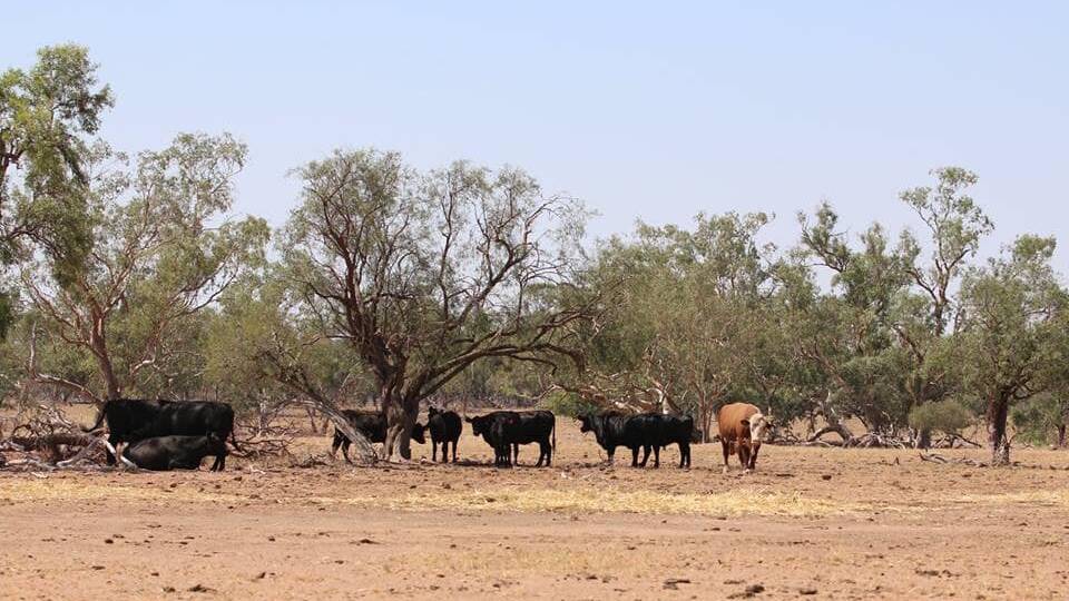 Yes, we are begging: Baradine CWA pleads for help in drought work