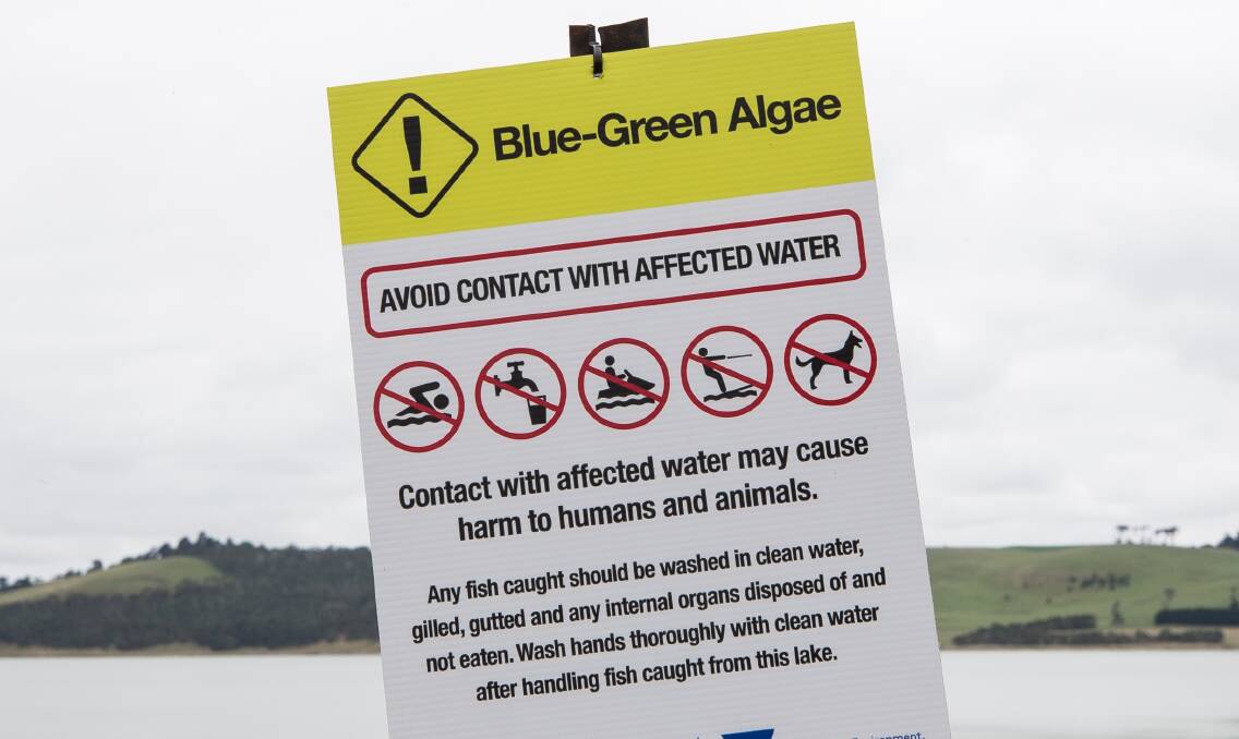 High alert level blue-green algae at Rathluba, Telarah, Walka