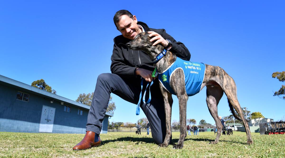 PET: Greyhound Racing NSW CEO Tony Mestrov with a greyhound up for adoption.