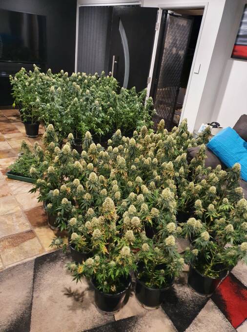 The plants seized after the raid at Rutherford. Picture: NSW Police