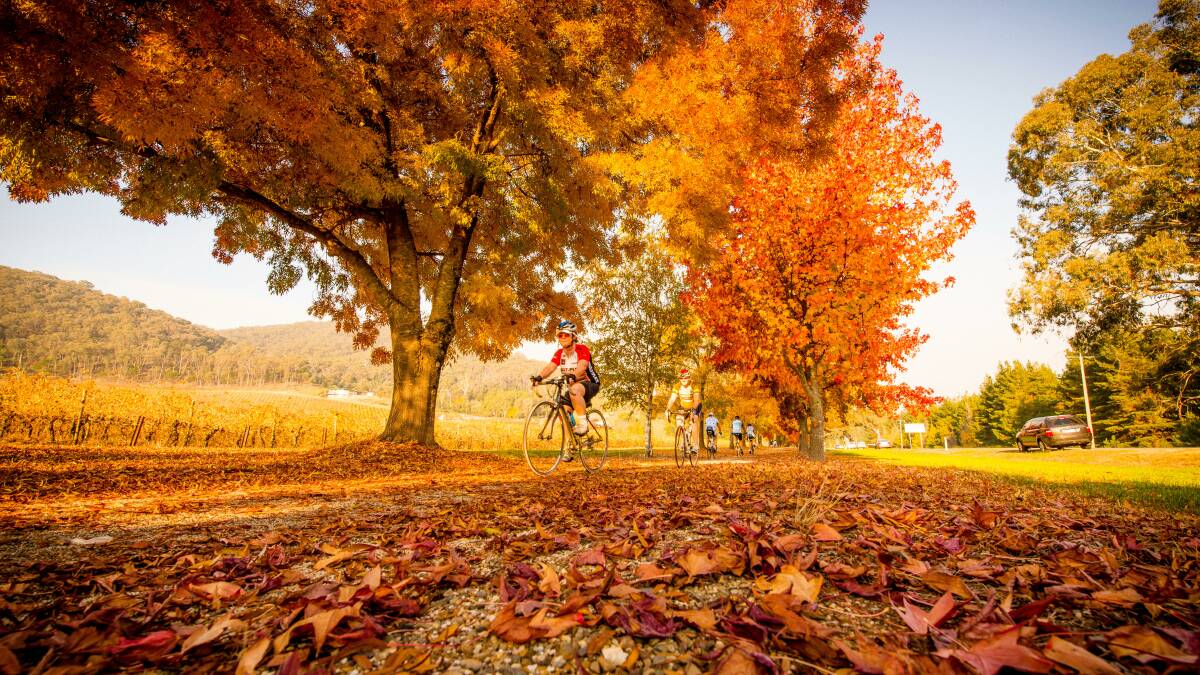 BRIGHT: Deciduous trees are a sign that autumn has arrived. Picture: Samantha Ohlsen/Alamy Stock Photo
