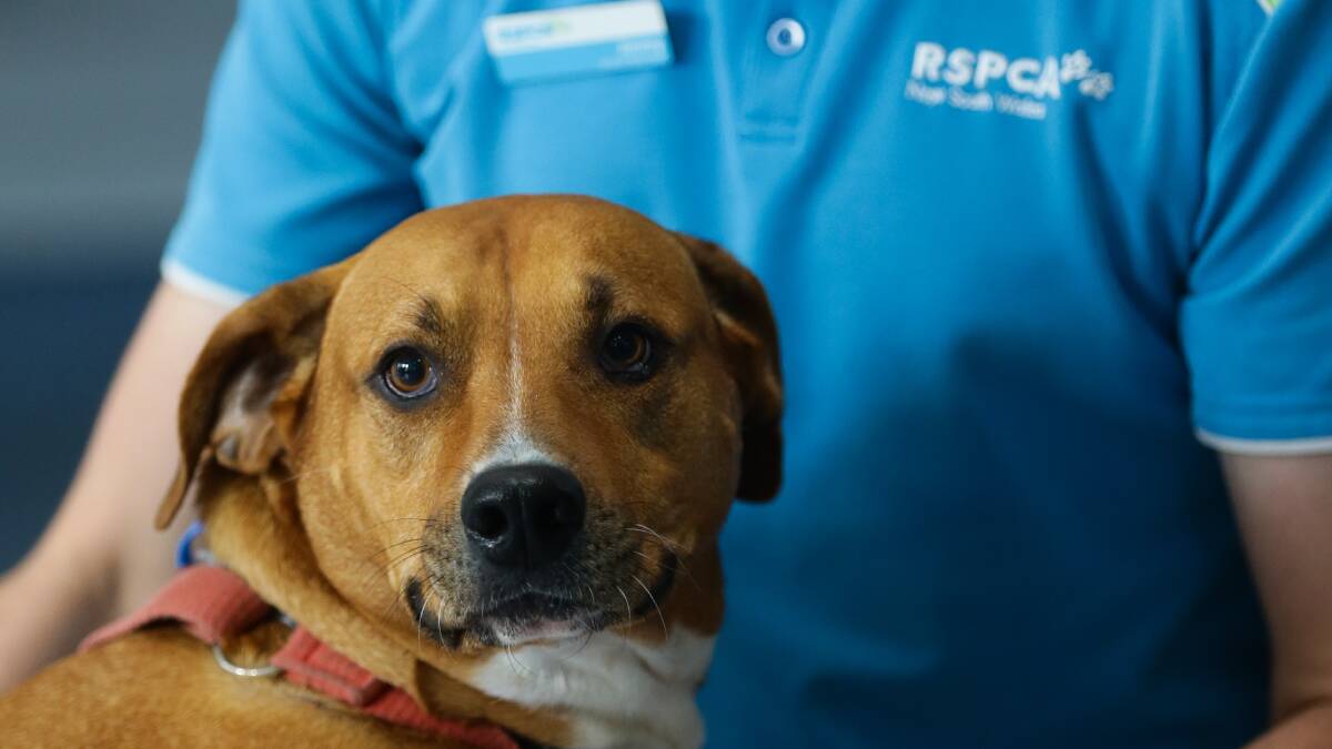 RSPCA Tighes Hill veterinary hospital to close, services diverted to Rutherford