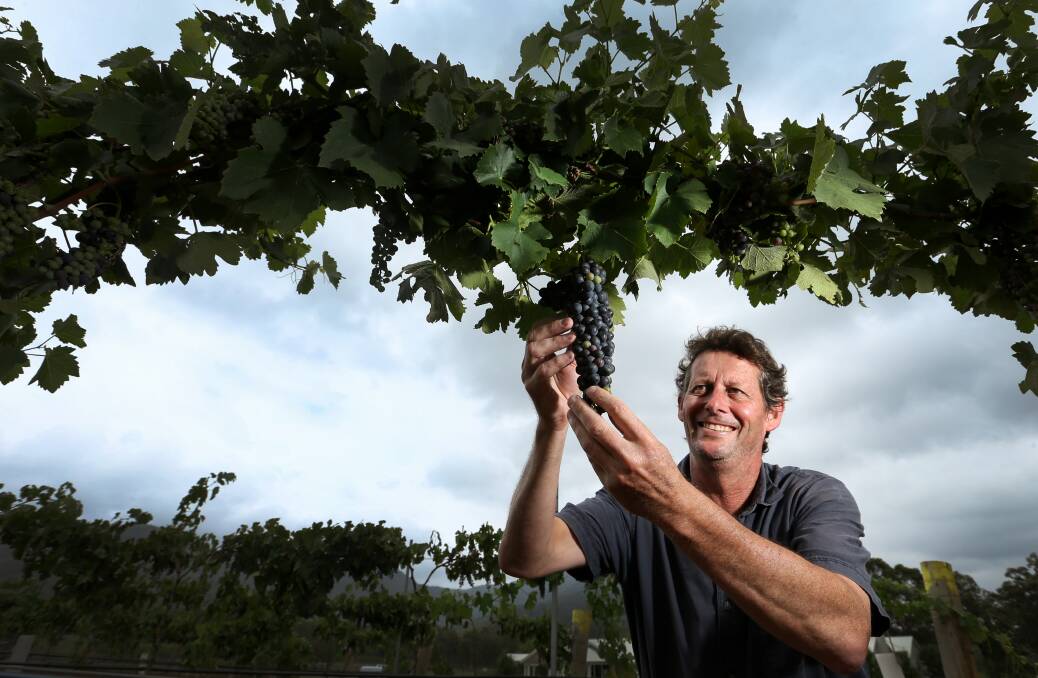 OPTIMISTIC: Leogate senior winemaker Mark Woods said the vines were looking good ahead of the 2019 vintage. Picture: Marina Neil