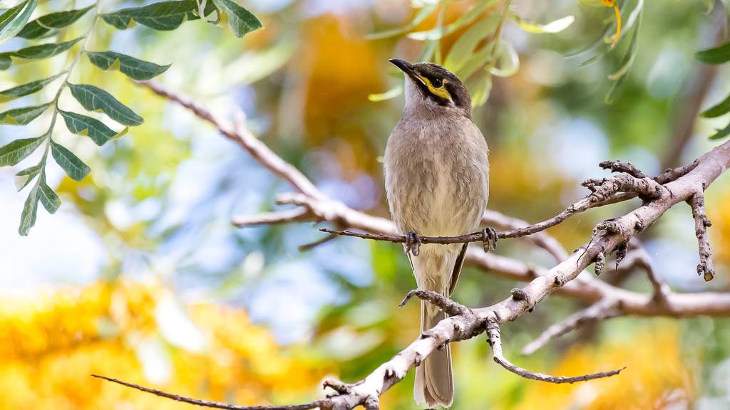 FLYING NORTH: The Yellow-faced Honeyeater is probably the most common honeyeater heard in the local region. Picture: Margaret Clarke