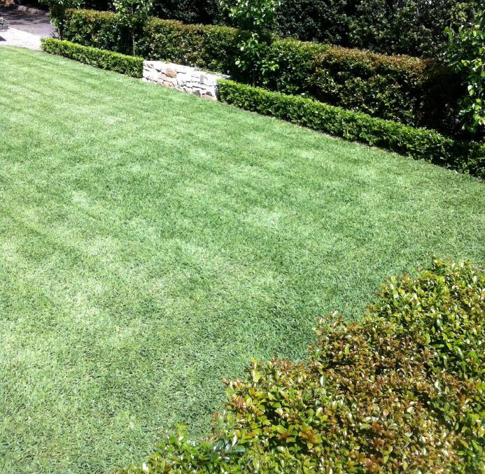 GREEN: Even lawn coverage can be achieved with well-applied fertiliser.