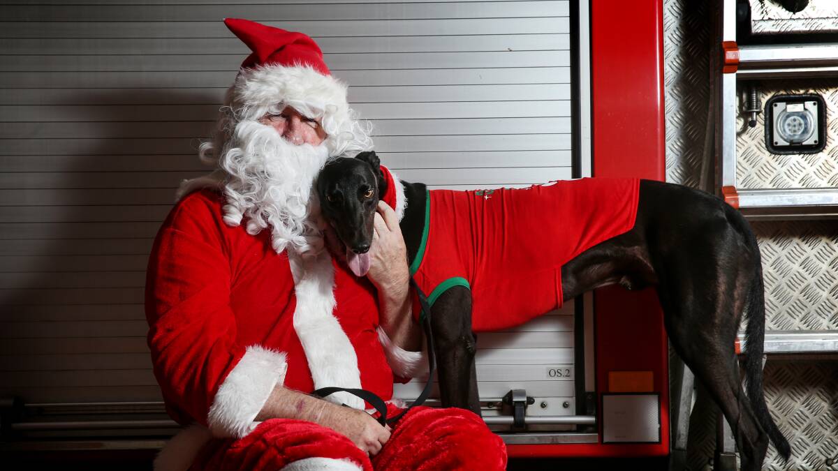 Santa with racing greyhound, Jack. 