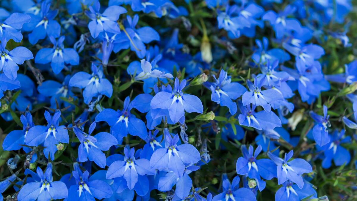 INTO THE BLUE: Lobelia is easy to grow and carefree, usually flowering in summer but fine to plant in early autumn for some colour. They can take up to 12 weeks to mature.