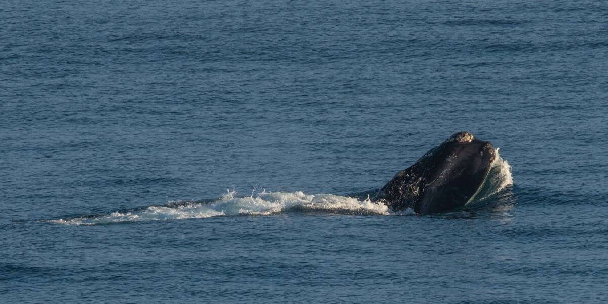 WELCOME BACK: A whale at Warrnambool's Logans Beach on Sunday. Picture: Rodney Harris Photography