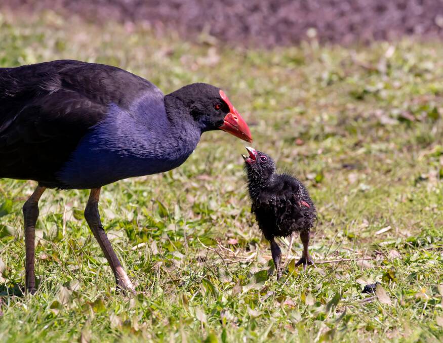 STRIKING COLOUR: A Purple Australasian Swamphen feeding one of its chicks.