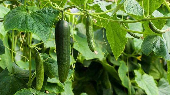 MILDEW: Vegetables like cucumbers can fall victim to mould and mildew.