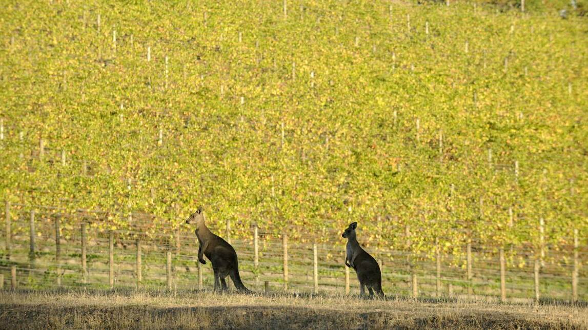 CONTROVERSIAL: A kangaroo cull has started in Pokolbin as roos hone in on vines that have started to shoot.