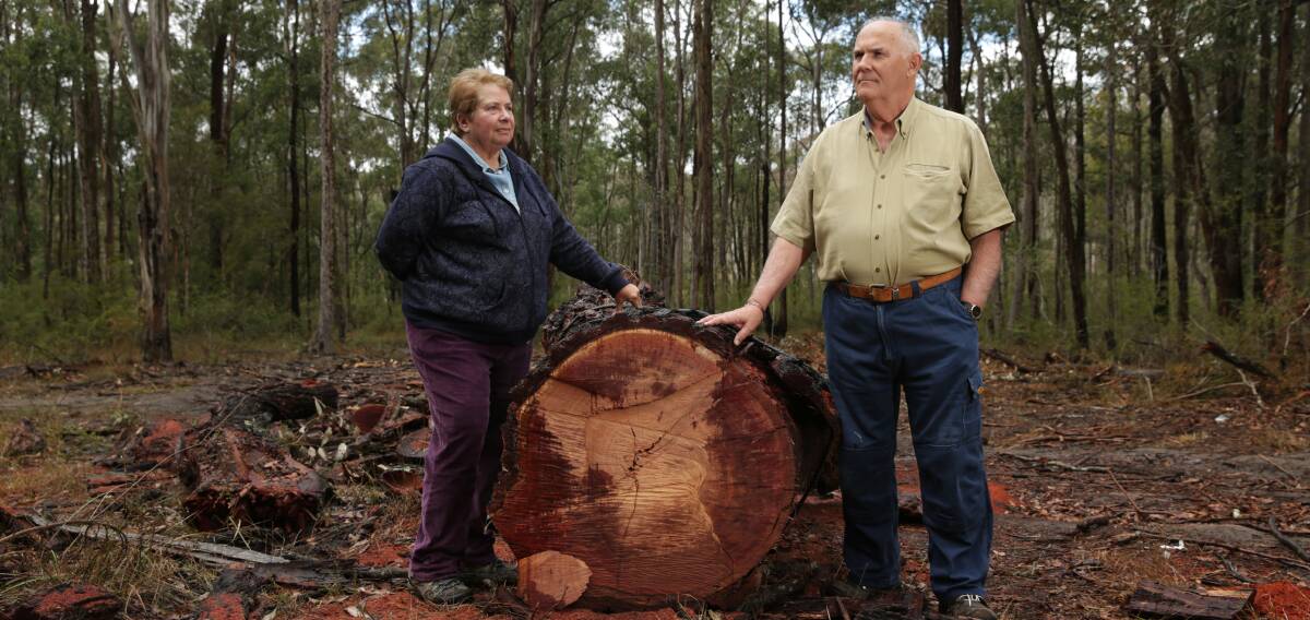 CUT DOWN: President of Hunter Environment Lobby Jan Davis with resident Dennis Thurlow with a tree thought to be near 100yrs old that has been felled. Picture: Simone De Peak