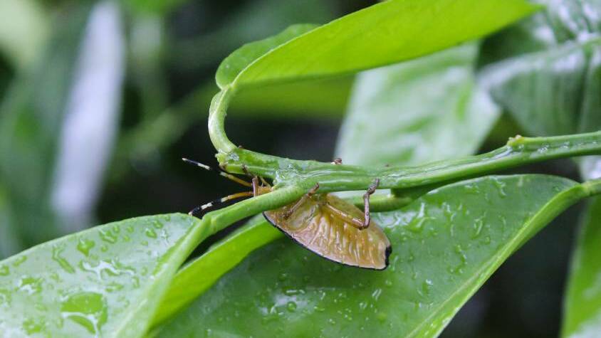 A BUG'S LIFE: Bronze-orange stink bugs are beginning to appear on citrus trees. They can be removed by spraying or vacuuming them from the leaves.