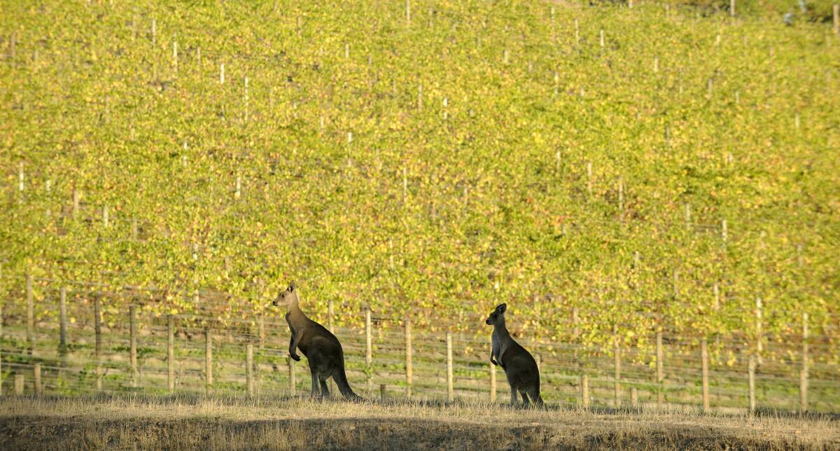 Kangaroos threaten Hunter wine vintage