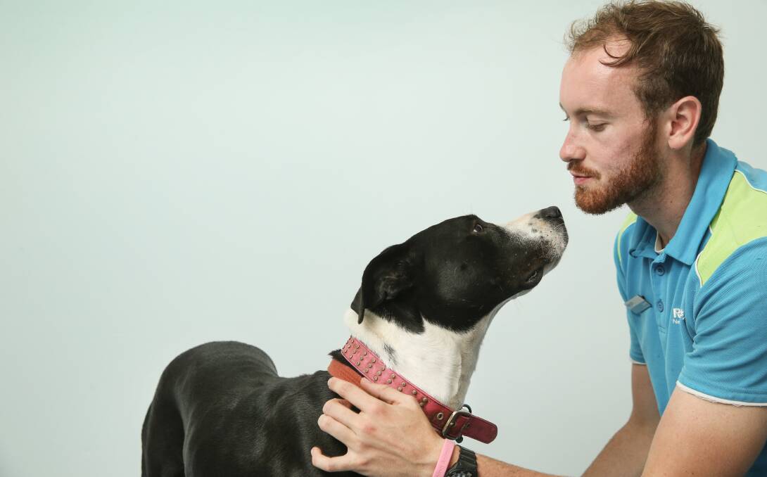 LOTS OF LOVE TO GIVE: Rutherford RSPCA's James McDonnell with Willow a three-year-old Mastiff waiting for a new home. 