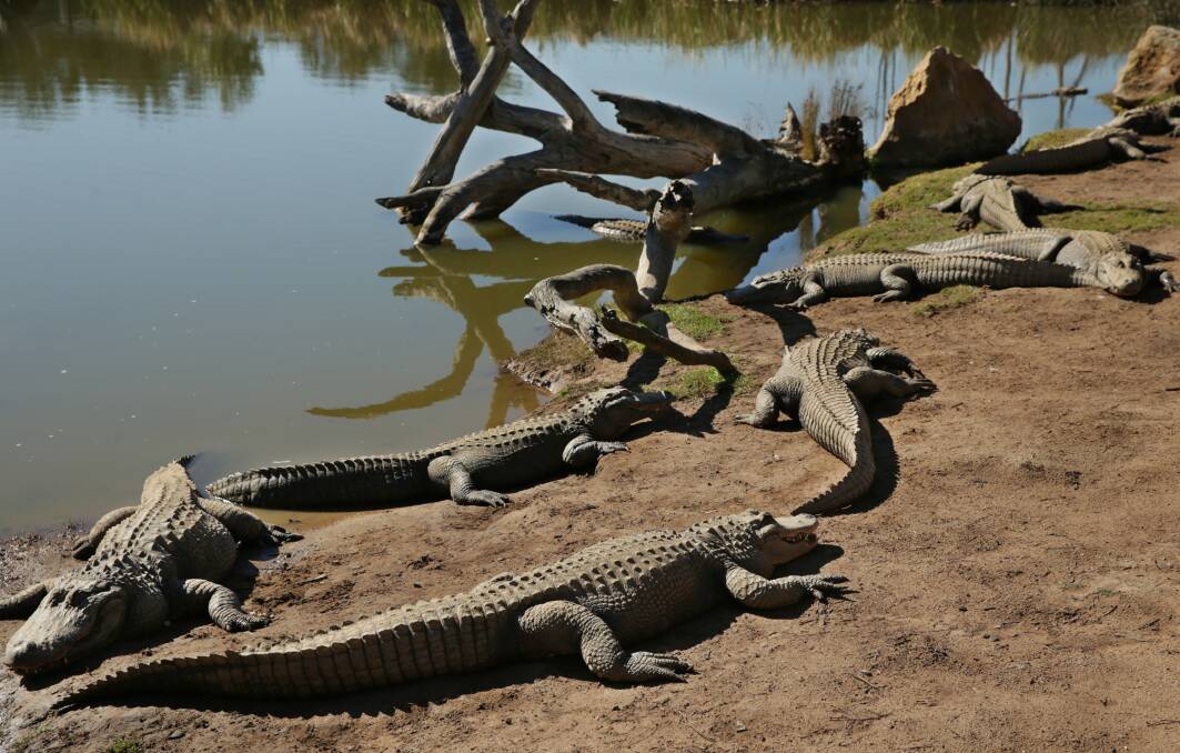 GATORADE: Male alligators sunning themselves in balmy conditions at Hunter Valley Zoo. Picture: Simone De Peak.