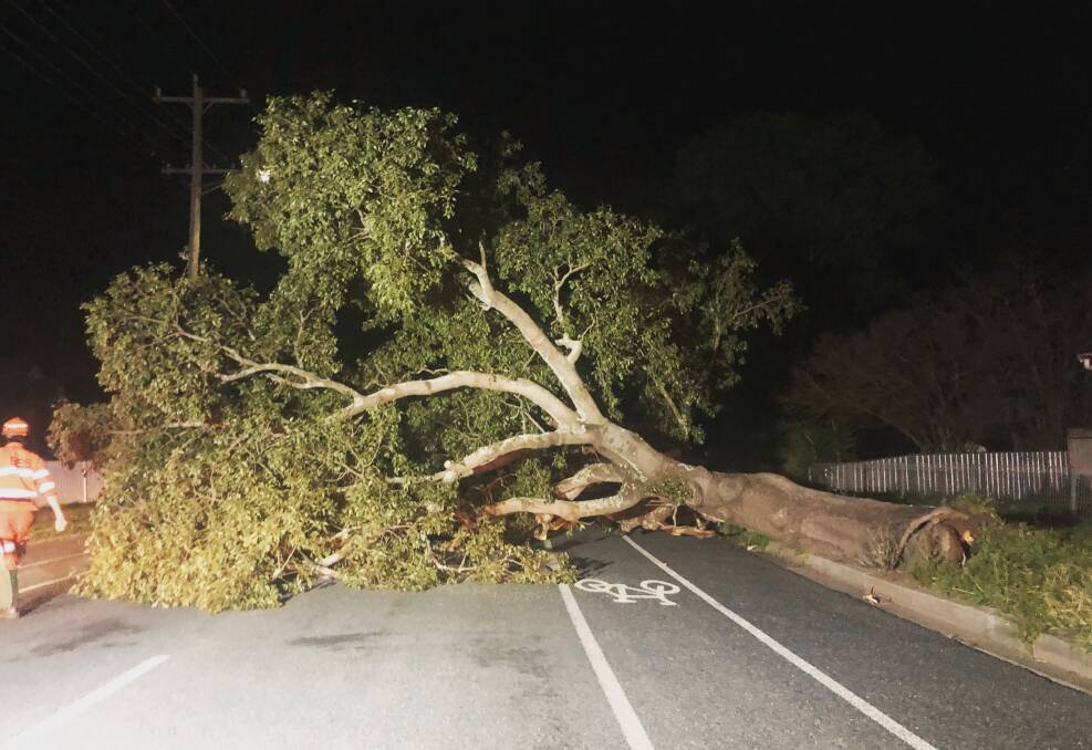 WILD WEATHER: A tree that came down in Central Maitland on Saturday night blocking the road. PICTURE: SES.