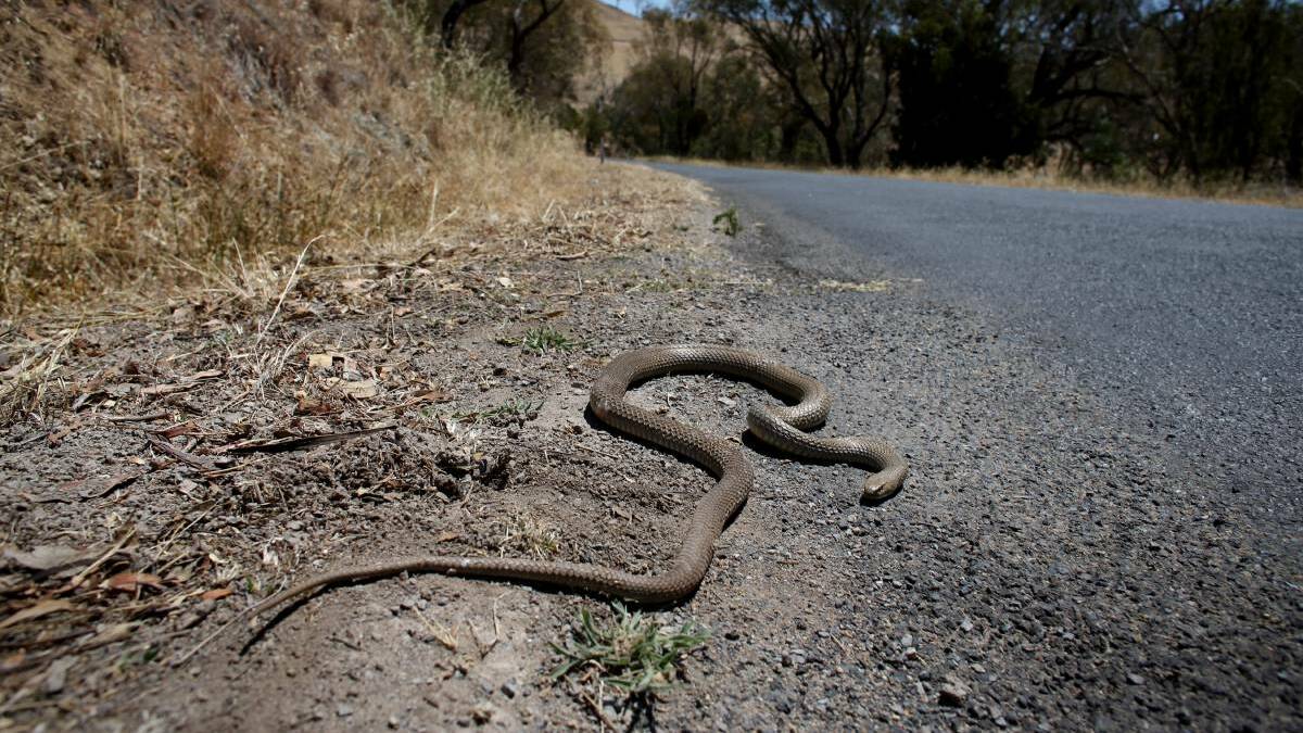 Health alert as perfect conditions bring out snakes and spiders