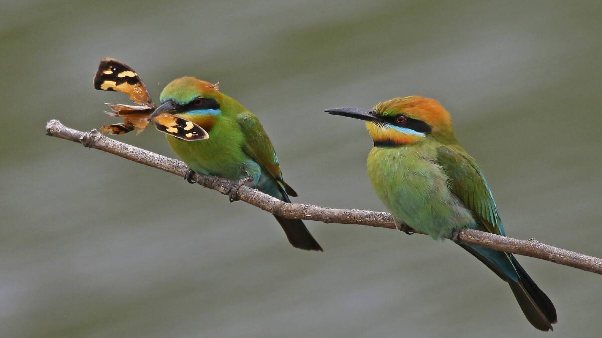 SUPER HUNTER: A pair of Bee Eaters on the banks of the Hunter River with with a butterfly that's on borrowed time.