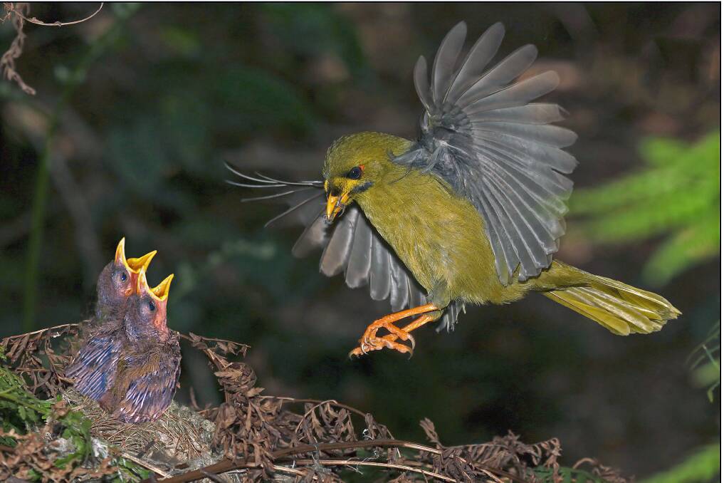 HOME DELIVERY: The adult bird about to land at the nest, bringing food to the chicks.