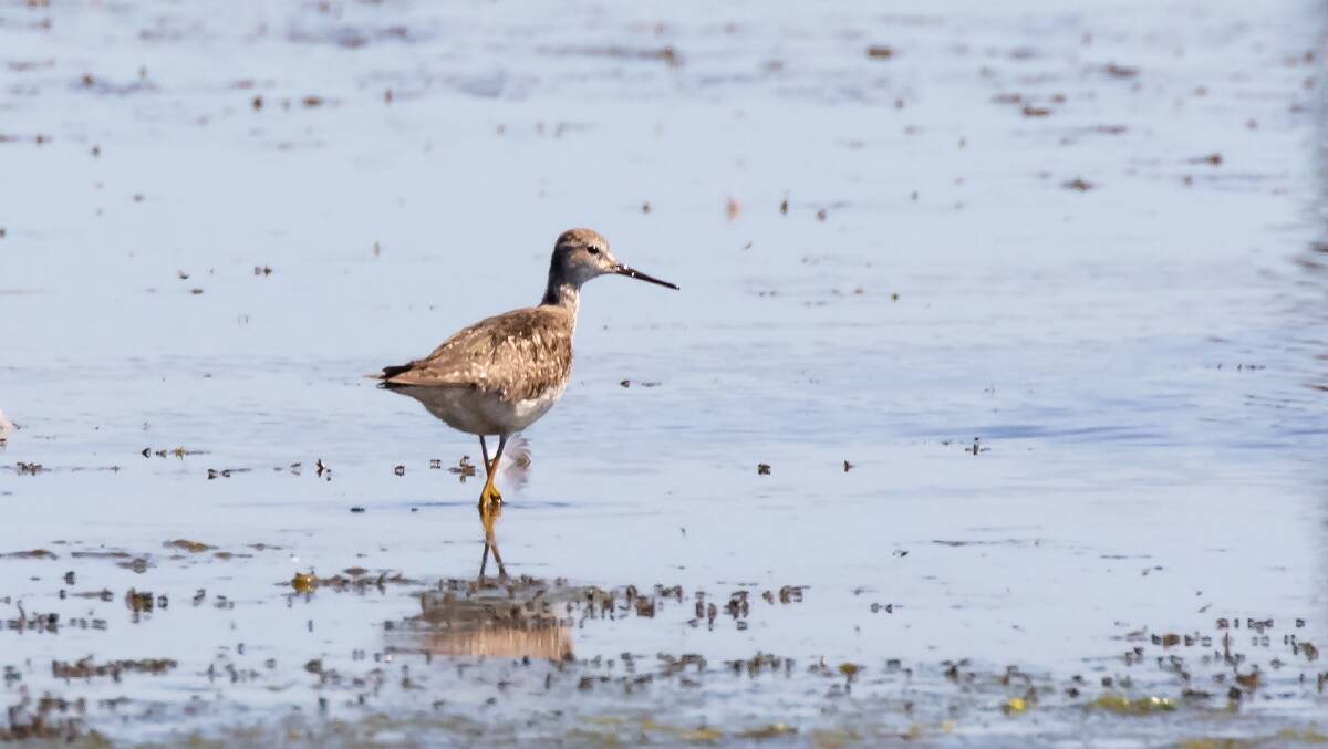 Lesser Yellowlegs, a rare vagrant to Australia, was spotted on Ash Island recently.