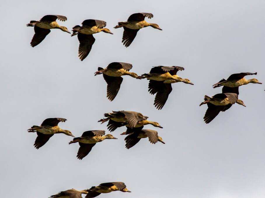 DISPLAY: Whistling Ducks in flight are a wonderful sight.