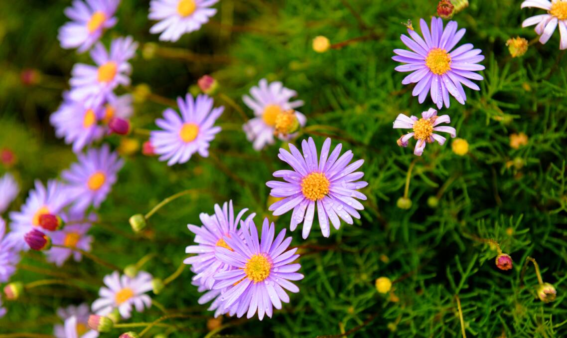 COLOURFUL CHOICE: There are 50 species of Brachyscome which typically carry mauve, daisy-like flowers.