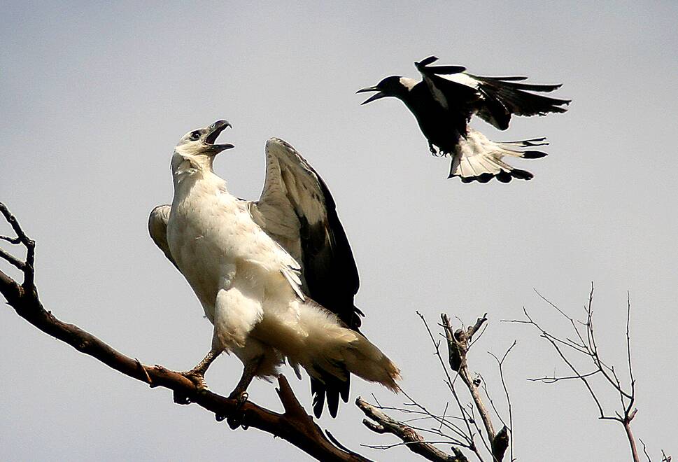 DIFFERENCE OF OPINION: A Sea Eagle gets some unwanted attention from a Magpie.