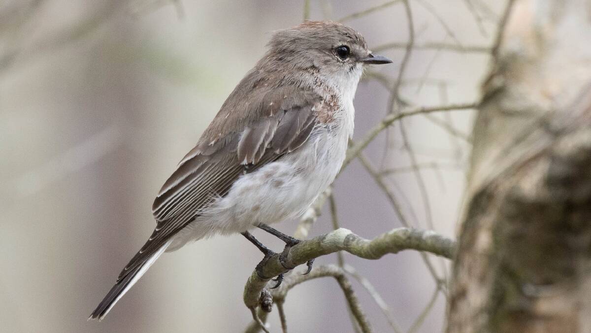 Birdwatch | Little Jacky loves sitting on posts, open woodland and a feed of insects