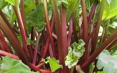 Rhubarb can be grown in a wide variety of soil types.