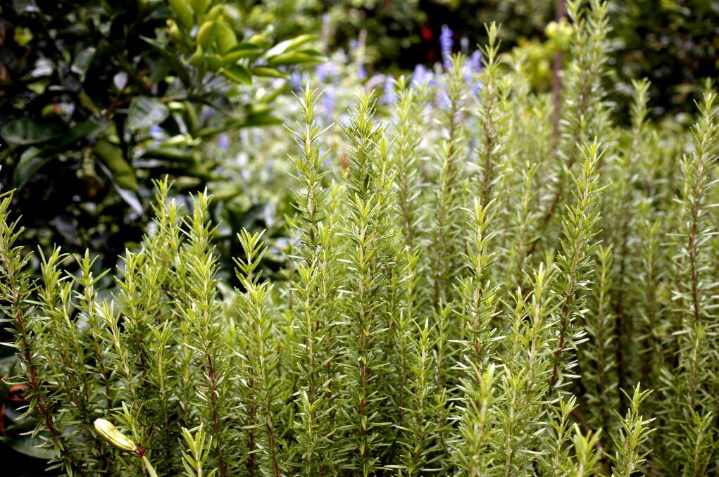 MAKES A GREAT HEDGE: Rosemary is drought resistant, very handy for cooking and can take regular pruning. 