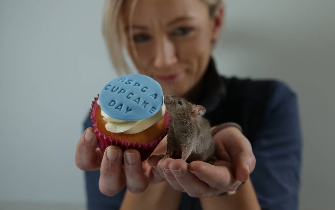 DELICIOUS: Max the Mouse, one of the animals available for adoption at the Hunter RSPCA shelter, with a Cake Cake Baby cupcake. Picture: Simone De Peak