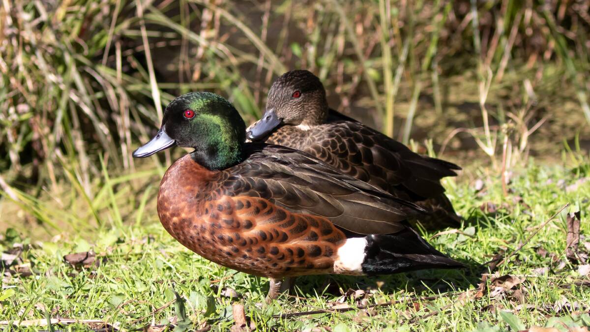 Birdwatch: Ducks make a welcome return to the Hunter