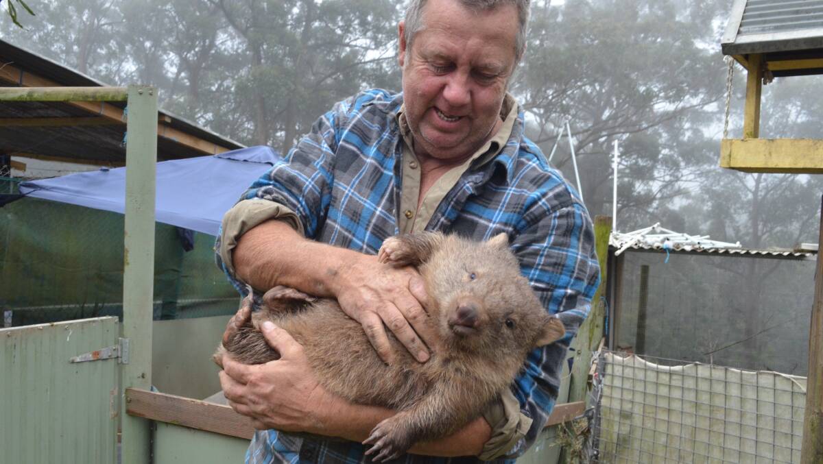 JUST A HAIRY PUPPY: Kevin Holme is as comfortable with his wombats as most people are with puppies. Pictures Jessica Brown. 