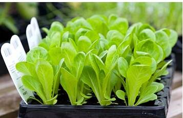 Lettuce trays ready for tranplanting.
