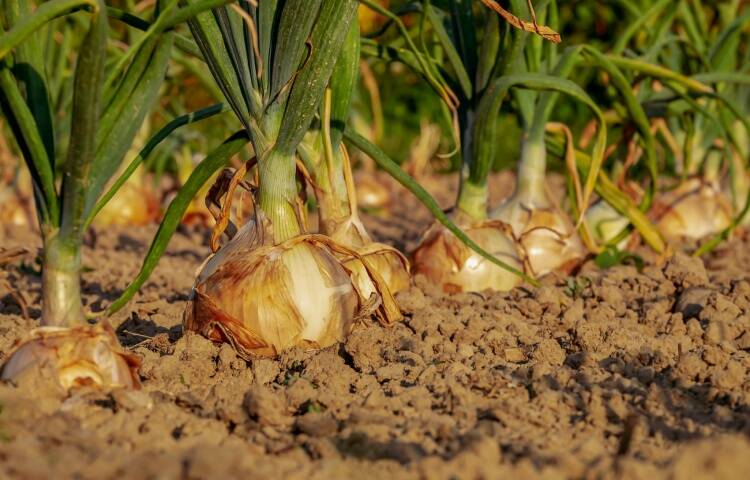 THE FAST LANE: Onions planted from seedlings will lead to faster results. 