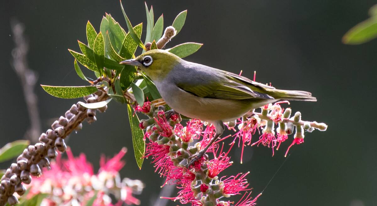 NATIVE: Have you spotted a silvereye in the garden? It is most likely feeding on its favourite blossoms and fruit.