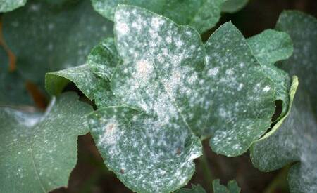COMMON PROBLEM: Powdery mildew has a talcum powder like appearance on leaves.
