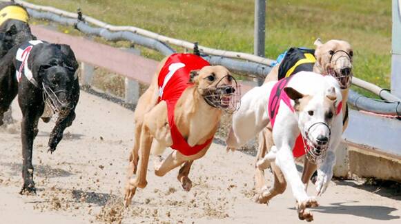 Greyhound industry acquires Hunter Valley property as retirement village for dogs