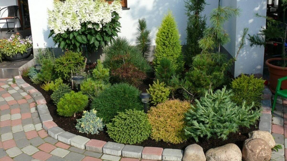 ON THE MOVE:  Smaller conifers are among the many plants that can  be moved now in search of a better spot in your garden. 