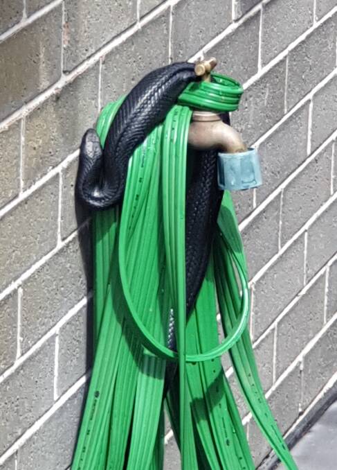 The black snack wrapped around the hose.