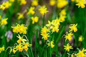 Jonquils will bring a burst of colour to your garden.