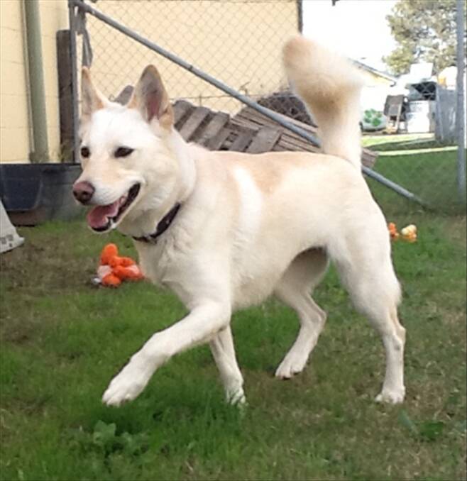 Princess is a siberian husky / labrador cross, aged 4. She needs a family familiar with the husky breed. She gets on okay with other dogs but needs to be fed separately.  