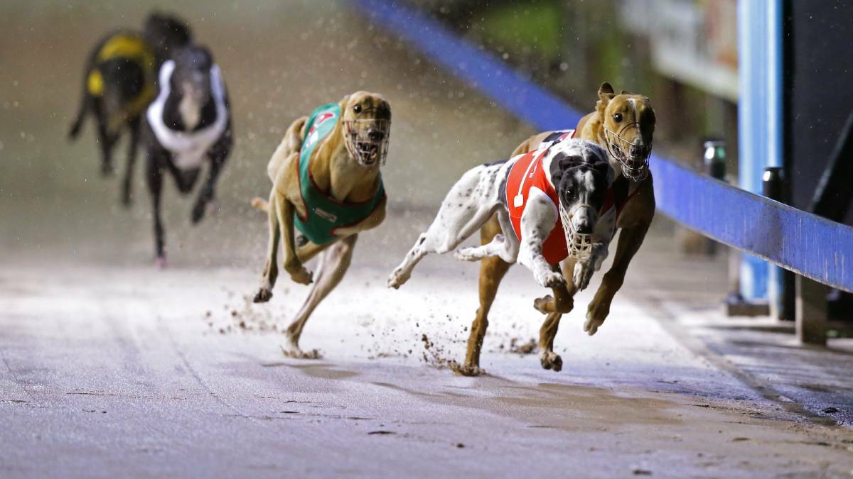 Maitland's Monday night greyhound meeting was marred by falls which resulted in two dogs being euthanised.